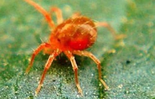 Come eliminare i piccolissimi ragnetti rossi dai davanzali e dai balconi di casa: Guida pratica e naturale