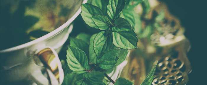 effetti delle erbe erbe aromatiche da vaporizzare