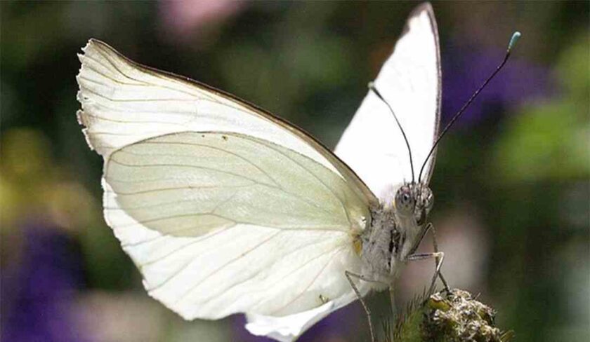Vedere farfalle bianche, cosa significa