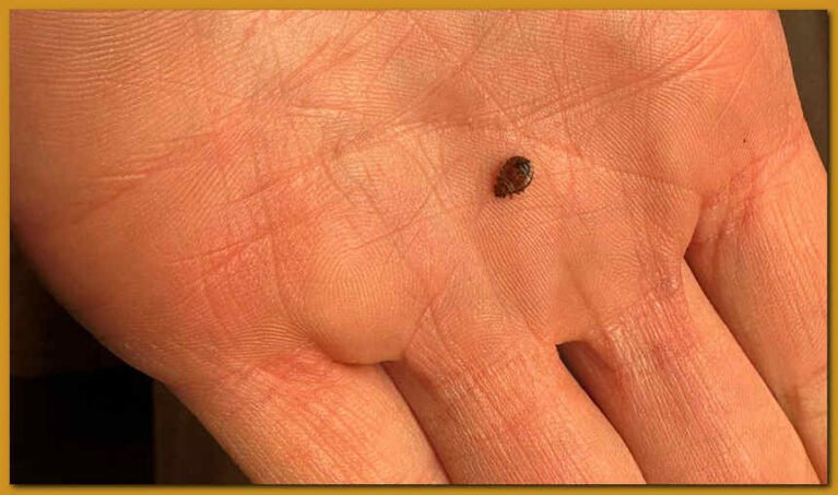 Le cimici del letto sono pericolose? Cosa fare