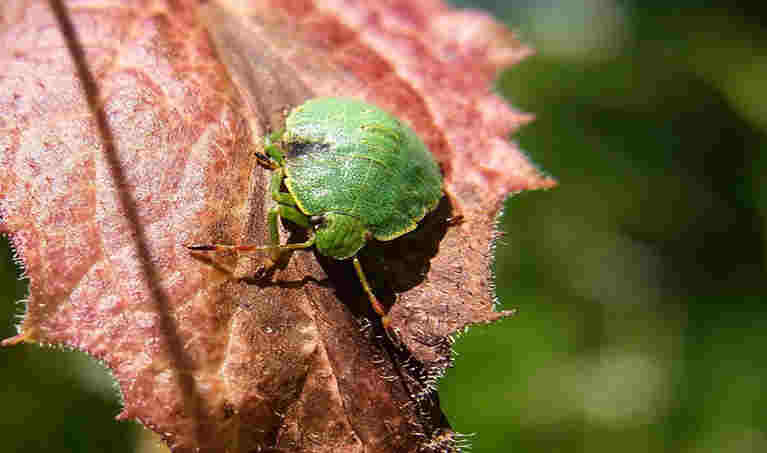 eliminare le cimici puzzolenti da casa