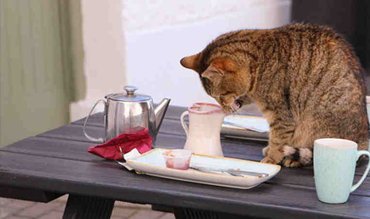 Come evitare che il tuo gatto salga su ogni mobile di casa