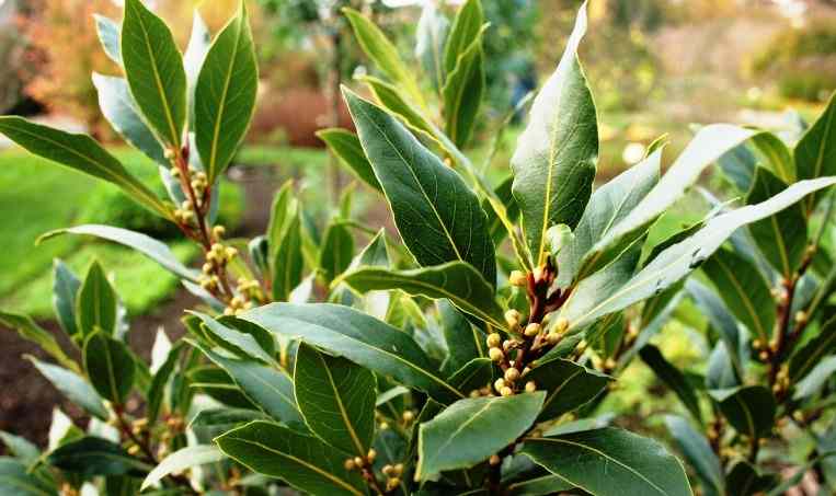 Alloro breve storia e uso in cucina e in casa